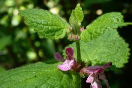 Imagem de Stachys mexicana Benth.