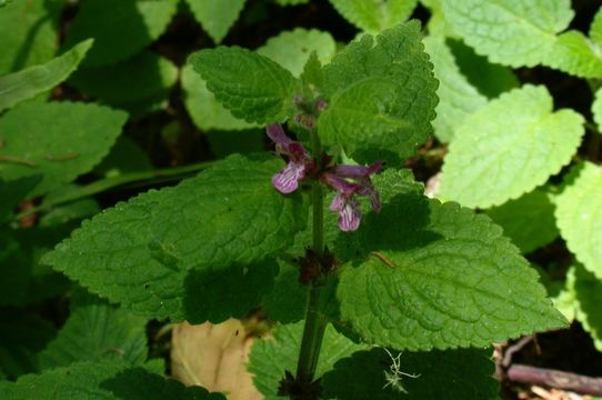 Imagem de Stachys mexicana Benth.