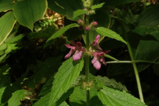 Слика од Stachys mexicana Benth.