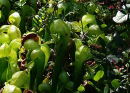 Image of California pitcherplant