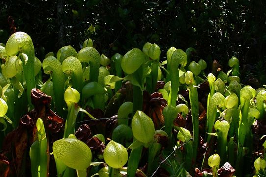 Image of California pitcherplant