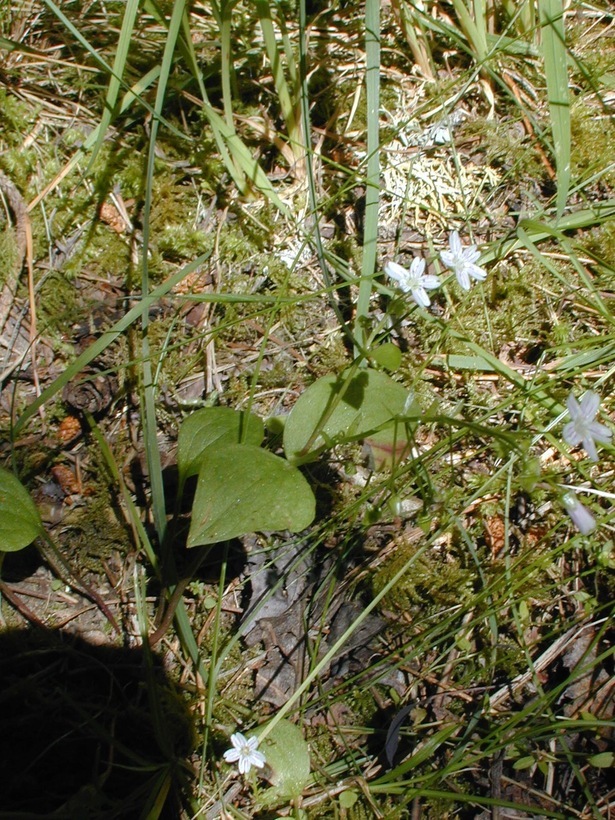 Plancia ëd Claytonia sibirica L.