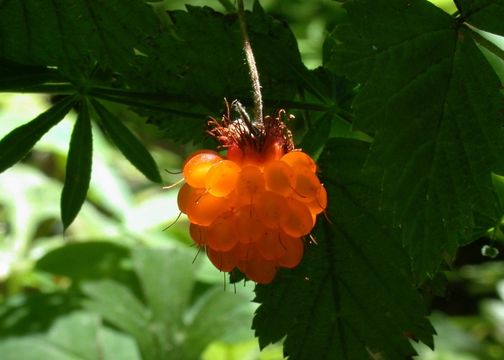 Image of salmonberry