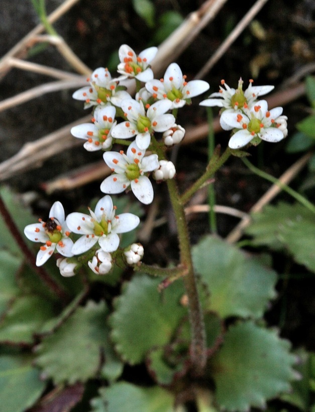 Image of <i>Saxifraga occidentalis</i>