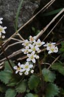 Image of <i>Saxifraga occidentalis</i>