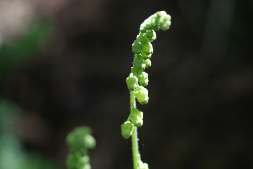 Image of twoleaf miterwort