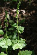 Image of twoleaf miterwort