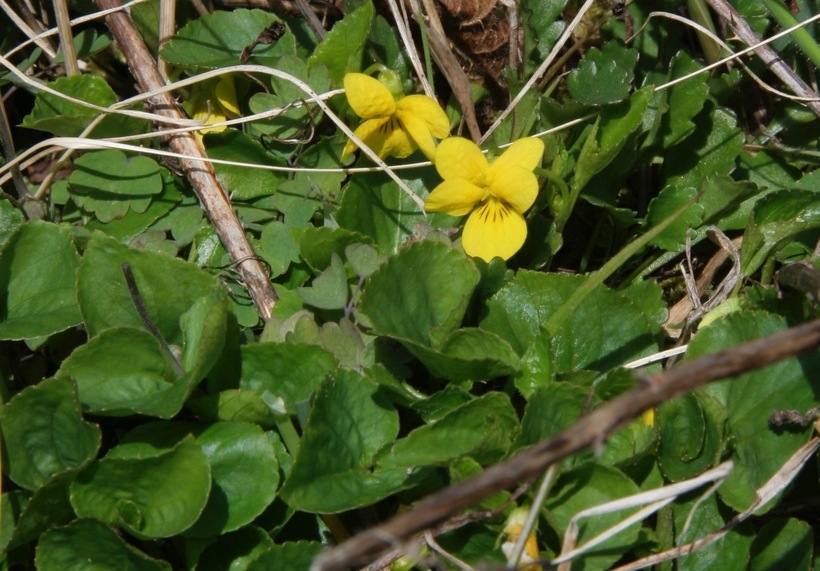 Image of Pioneer Violet