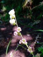 Sivun Tellima grandiflora (Pursh) Douglas ex Lindley kuva