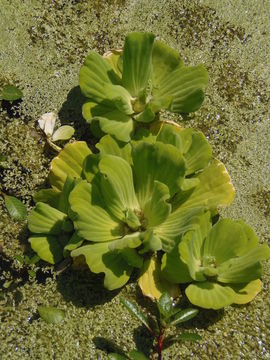 Image of water lettuce