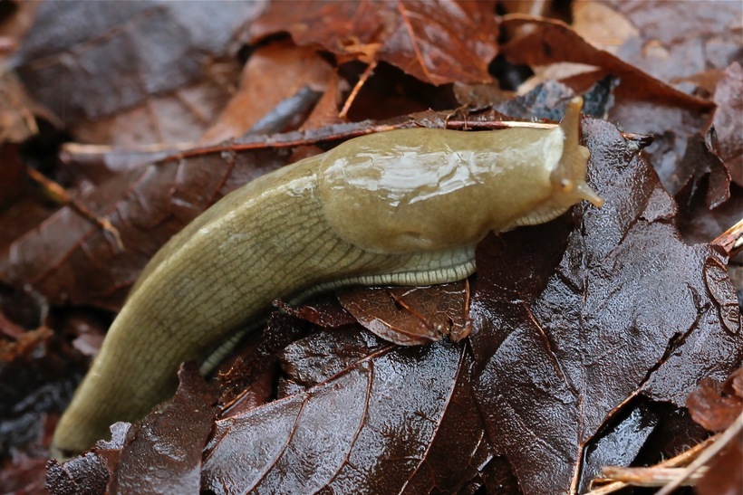 Image of Ariolimax columbianus (A. Gould 1851)