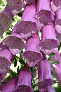 Imagem de Digitalis purpurea L.