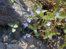 Image of American speedwell