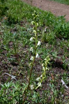 Imagem de Pedicularis contorta Benth.