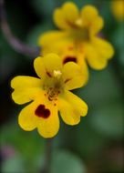 Image of <i>Mimulus alsinoides</i>