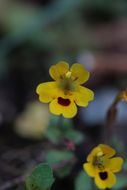 Image of <i>Mimulus alsinoides</i>