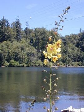 Imagem de Verbascum blattaria L.