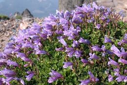 Image of Davidson's penstemon