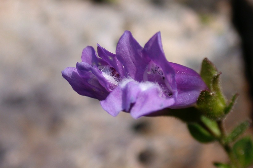 Image of Davidson's penstemon