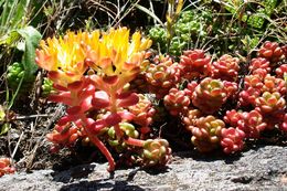 Sivun Sedum oregonense (S. Wats.) M. E. Peck kuva