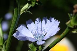 Image of chicory