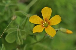 Sivun Oxalis albicans subsp. californica (Abrams) Eiten kuva