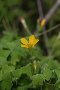 Image of California woodsorrel