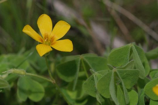 Image of California woodsorrel