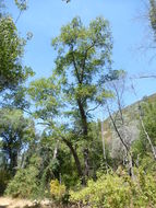 Image of California alder