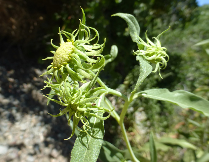 Image de Helianthus californicus DC.