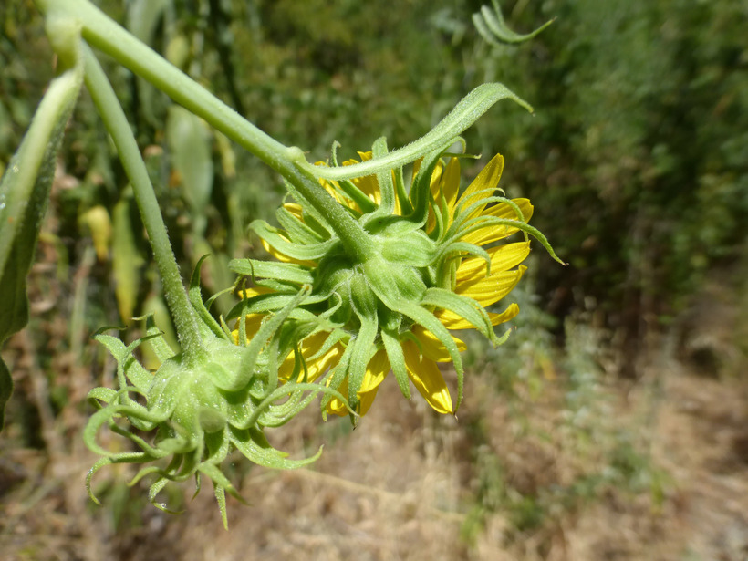 Image de Helianthus californicus DC.