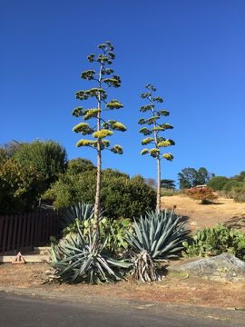 Image de Agave américain