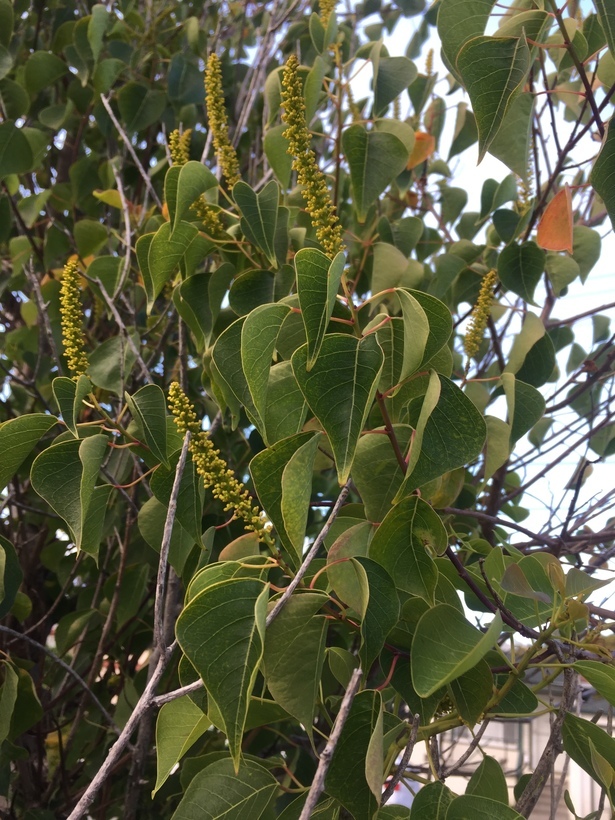 Image of Chinese tallow