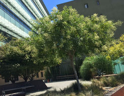 Image of Japanese pagoda tree