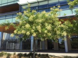 Image of Japanese pagoda tree