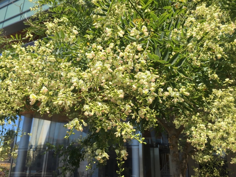 Image of Japanese pagoda tree