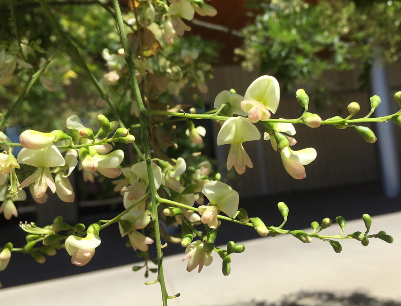 Image of Japanese pagoda tree