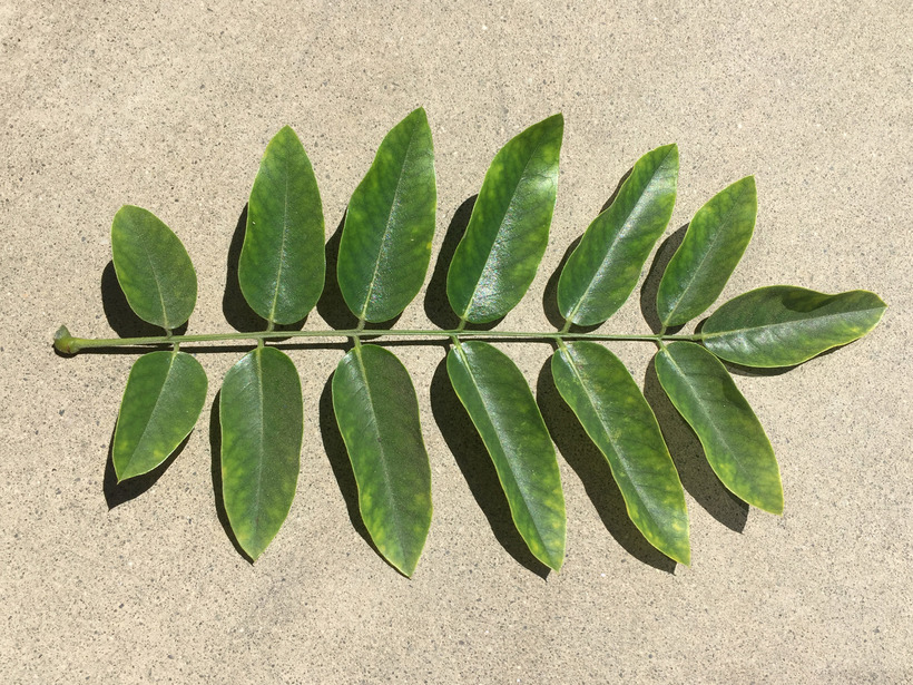 Image of Japanese pagoda tree