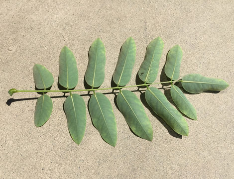 Image of Japanese pagoda tree