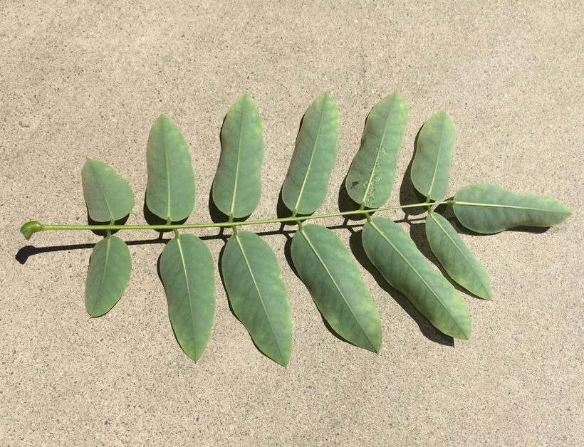 Image of Japanese pagoda tree