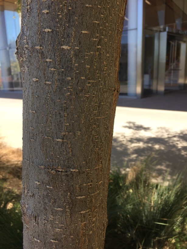 Image of Japanese pagoda tree