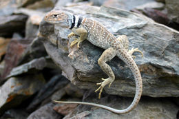 Image of Great Basin Collared Lizard