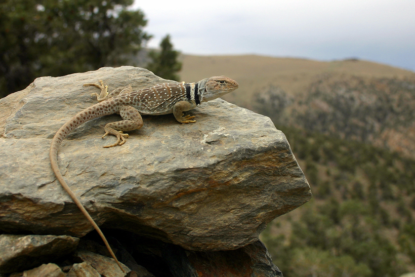 Image of Great Basin Collared Lizard