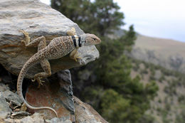 Image of Great Basin Collared Lizard