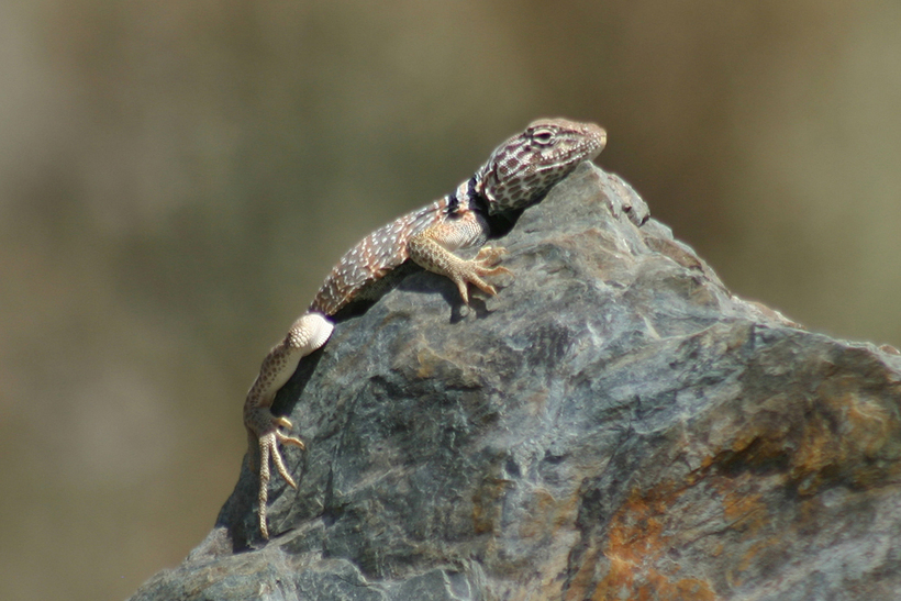 Image of Great Basin Collared Lizard