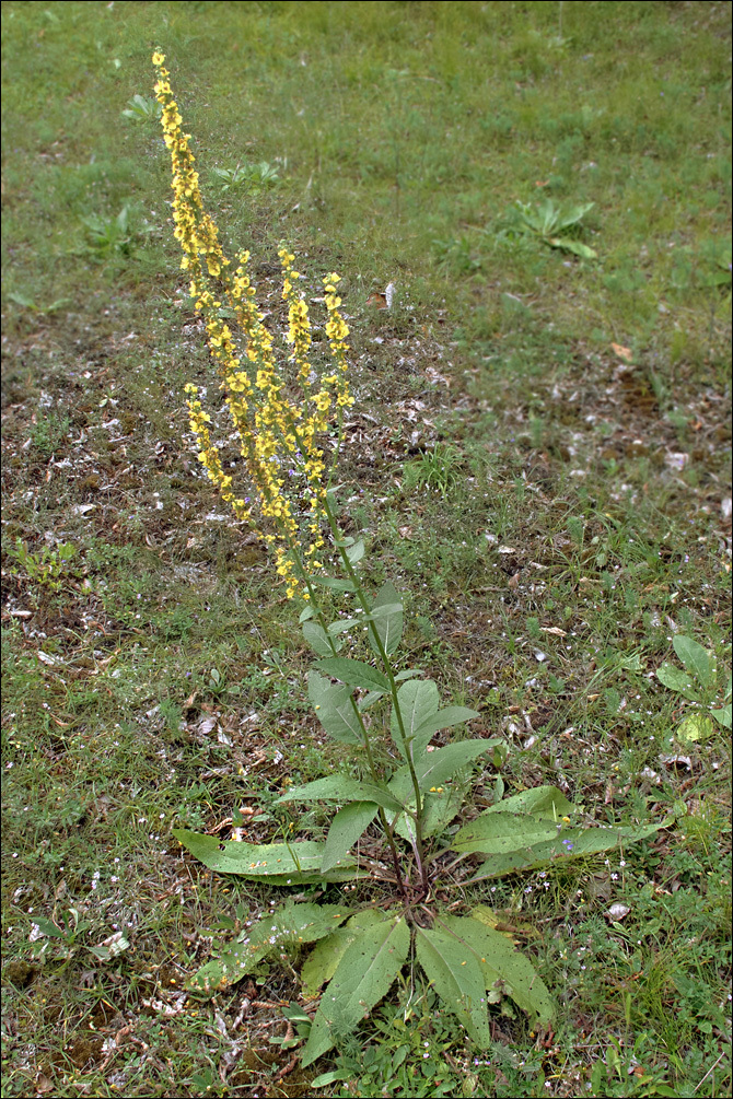 Image of <i>Verbascum chaixii</i> ssp. <i>austriacum</i>