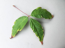 Image of Vine-leaved Maple