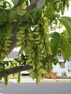 Image de Érable à feuille de vigne