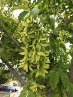 Image de Érable à feuille de vigne