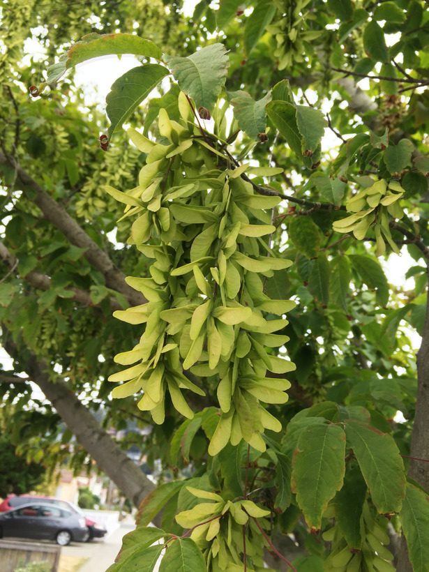 Acer cissifolium (Sieb. & Zucc.) C. Koch resmi